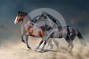 Horses free run in desert storm