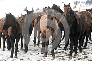 Horses are free in the winter landscape