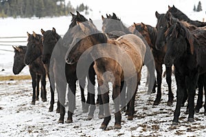 Horses are free in the winter landscape