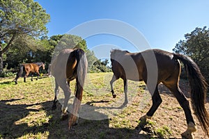 Horses in freedom in a rural area of â€‹â€‹the Valles Oriental