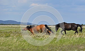 Horses frolic on a pasture.