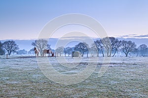 Horses on frosty pasture during misty sunrise