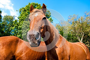 Horses with a funny face