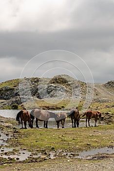 Horses in Galicia on a mountain