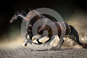 Horses gallop in desert