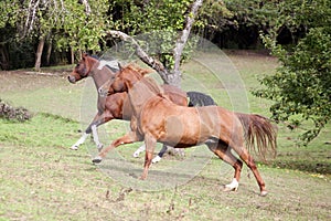 Horses gallop free in meadow and have fun race