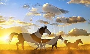 Horses in gallop at sunset