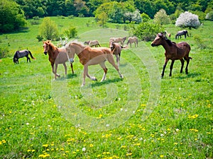 Horses galloping