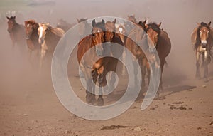 Horses Galloping Across the Dirt