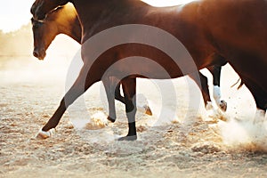 Horses galloping along the beach.