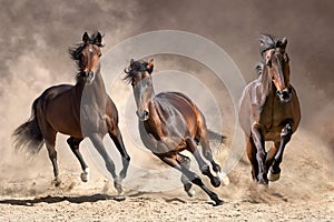 Horses galloping in dust