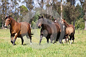 Horses galloping through the field