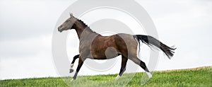 Horses galloping in a field