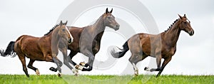 Horses galloping in a field