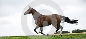 Horses galloping in a field