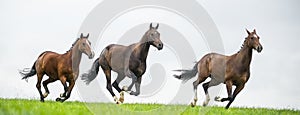 Horses galloping in a field