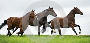 Horses galloping in a field