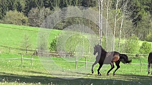 Horses galloping free on meadow