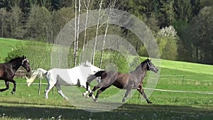 Horses galloping free on meadow