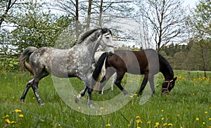 Horses galloping on the meadow