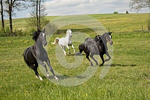 Horses galloping in the paddock