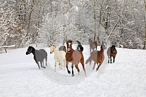 Horses are galloping on snow-covered meadow