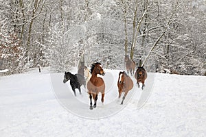 Horses are galloping on snowy meadow