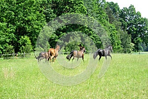 Horses galloping in tall grass photo