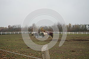 The horses gathered at the feeder with hay covered with a net so that the animals would not overeat. Stadtrandhof, Schoenefeld