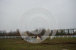 The horses gathered at the feeder with hay covered with a net so that the animals would not overeat. Stadtrandhof, Schoenefeld