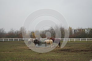 The horses gathered at the feeder with hay covered with a net so that the animals would not overeat. Stadtrandhof, Schoenefeld