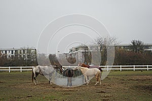 The horses gathered at the feeder with hay covered with a net so that the animals would not overeat. Stadtrandhof, Schoenefeld