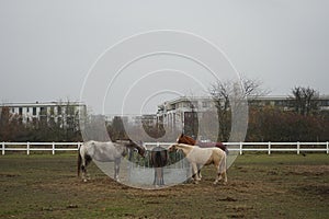 The horses gathered at the feeder with hay covered with a net so that the animals would not overeat. Stadtrandhof, Schoenefeld