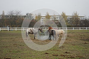 The horses gathered at the feeder with hay covered with a net so that the animals would not overeat. Stadtrandhof, Schoenefeld