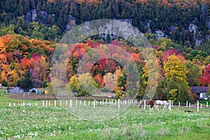 Horses gazing in fall colors of Niagara escarpment