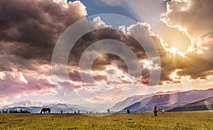 Horses gazing in the field