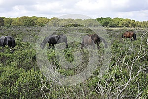 Horses of the gesturi jar, sardinia - Italy