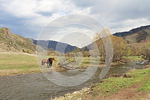 Horses on a glade