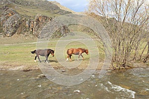 Horses on a glade