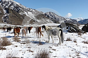 The horses going from a pasture on snow among mountains