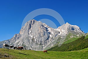 Horses on the Gran Sasso