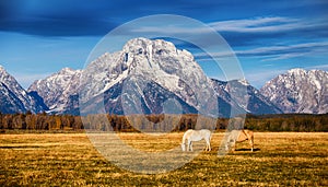 Horses in the Grand Teton National Park photo