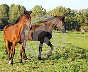 Horses on the grasland photo