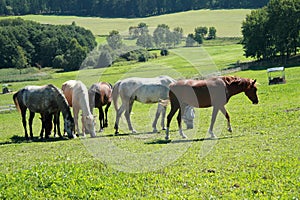 Horses on the grass