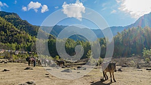 Horses and grass landscape with the green mountains,Bhutan