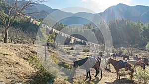 Horses and grass landscape with the green mountains,Bhutan