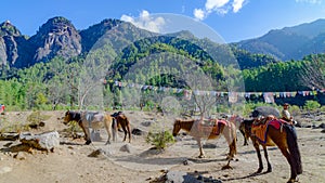 Horses and grass landscape with the green mountains,Bhutan