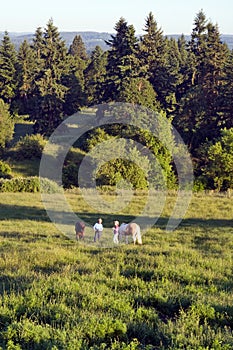 Horses in Grass and Trees - vertical