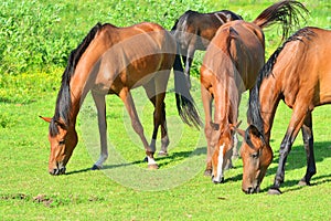 Horses on a grassfield