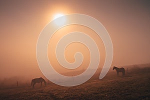 Horses grassing together in autumn summer morning, calm, nostalgic mood, edit space